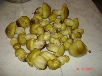 DSC04428.jpg
