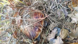 IMG_20191030_154752.webp