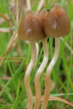 Psilocybe.semilanceata.Alan.webp