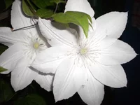 P5290005.webp