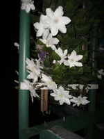 P5290033.webp