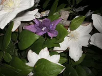P5290036.webp