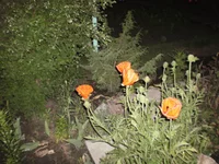 P5290032.webp