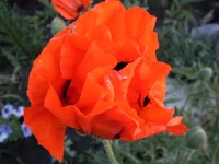P5290011.webp