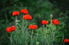 DSC_3824L.webp