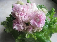 1 011.webp