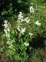 DSC02730.webp