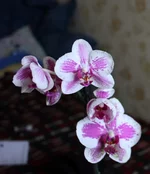 IMG_0303_resize.JPG