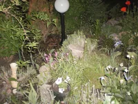 P5290030.webp