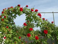 DSC02734.JPG