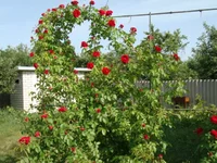 DSC02735.webp