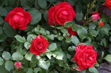 IMG_2804_1.webp