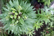 Copy (1) of IMG_2792_1.webp