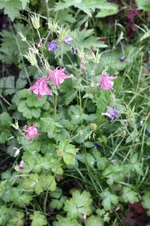 IMG_2784_1.webp