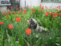 eec7ec0588.gif