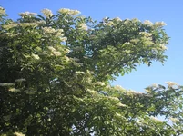P5280045.webp