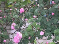 P5310110.webp