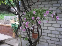 P5310113.webp