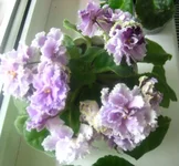 Louisiana Lullaby.webp