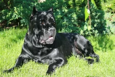 IMG_4938_новый размер.webp