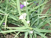 .webp