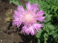 .webp