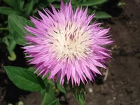 .webp