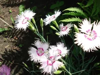 .webp
