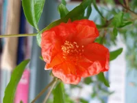 granat 1 flower.webp