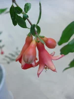 granat 4 flowers.webp
