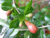 granat butoni.webp