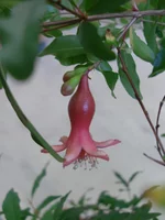 granat plod.webp
