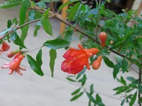 granat vetka.webp