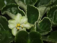 Ma's Lily Pad (Моя).webp