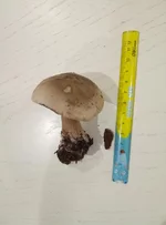 P91107-181618.webp