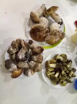 P91107-182355.webp