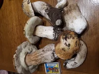 20191107_181700.webp