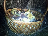 IMG_20191109_164613.webp