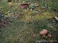 IMG_20191110_124111.jpg