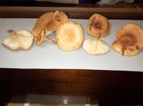 P91110-182142.webp