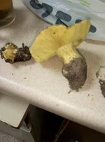 P91110-182807.webp