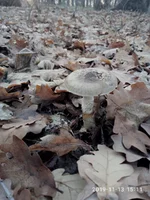 P91113-151139.webp