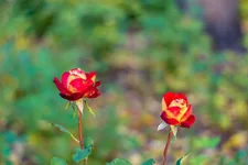 DSC_2654.webp