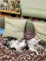 IMG Цезарь на диване - пузо.webp