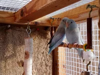 IMG_20191126_135749.webp