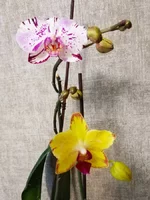 IMG_20191215_102248.webp