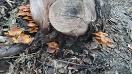 IMG_20191224_151927_resize.webp