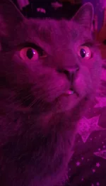 P91229-190212.webp
