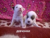 девчонки.jpg