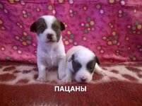 пацаны.jpg